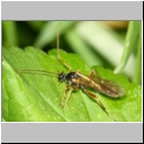 Dyspetes praerogator - Schlupfwespe w01c 8-9mm - OS-Hasbergen feuchte Lehmwiese det06.jpg